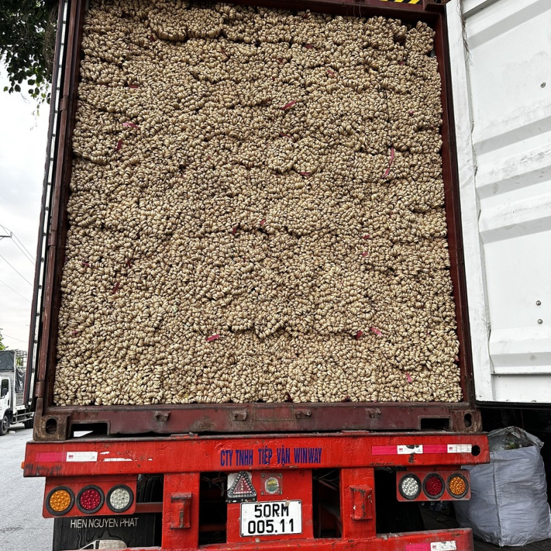 Hyacinth Draw Material