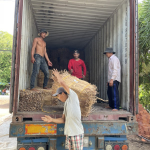 Hyacinth Draw Material