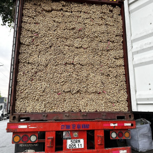 Hyacinth Draw Material